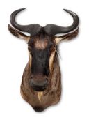 Y A PRESERVED BLUE WILDEBEEST