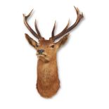 Y A PRESERVED RED DEER