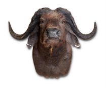 Y A PRESERVED CAPE BUFFALO