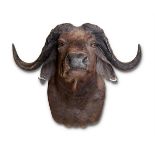 Y A PRESERVED CAPE BUFFALO