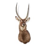 Y A PRESERVED WATERBUCK