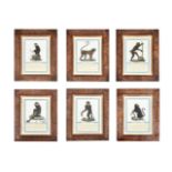 A set of 9 prints of exotic monkeys