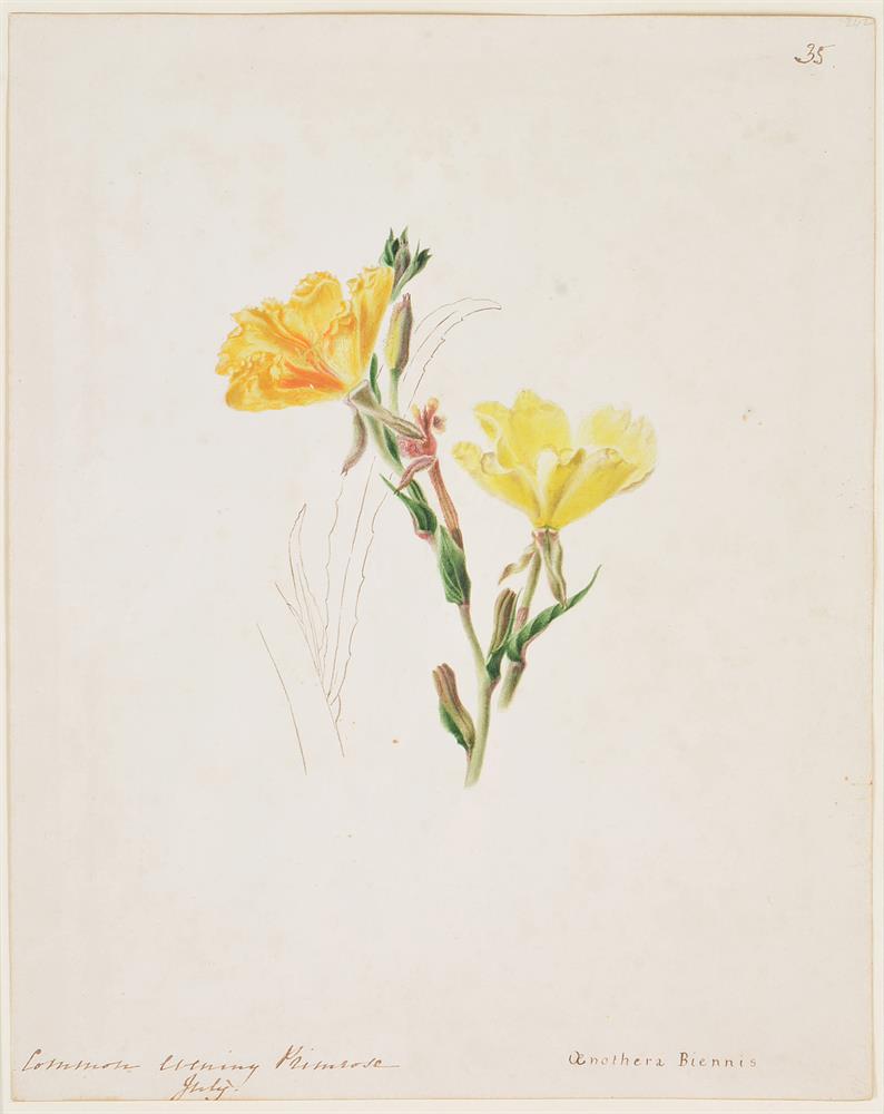 Emily Stackhouse (British 1811-1870), Flower studies, a set of eleven - Image 2 of 2