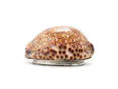 A GEORGE III SCOTTISH PROVINCIAL SILVER MOUNTED COWRIE SHELL SNUFF BOX BY JOHN CONFUTE