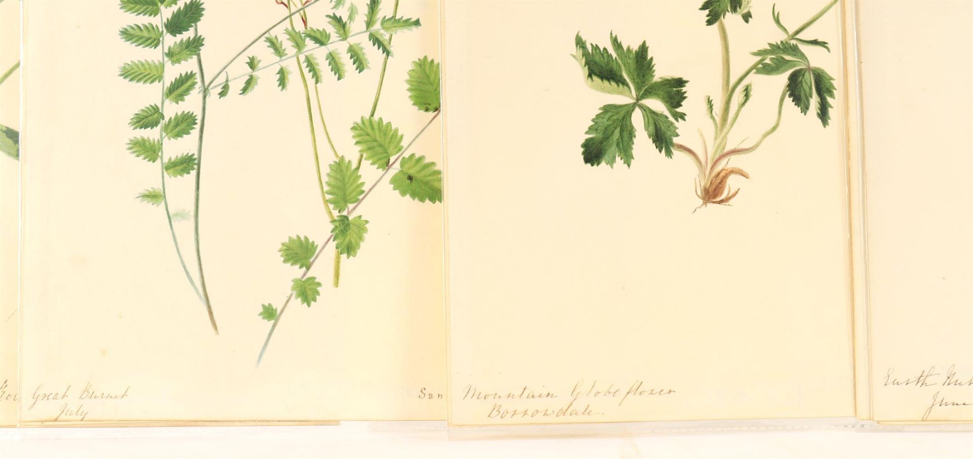 Emily Stackhouse (1811-1870), A large collection of approximately 300 unframed botanical studies - Bild 2 aus 4