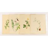Emily Stackhouse (1811-1870), A large collection of approximately 300 unframed botanical studies