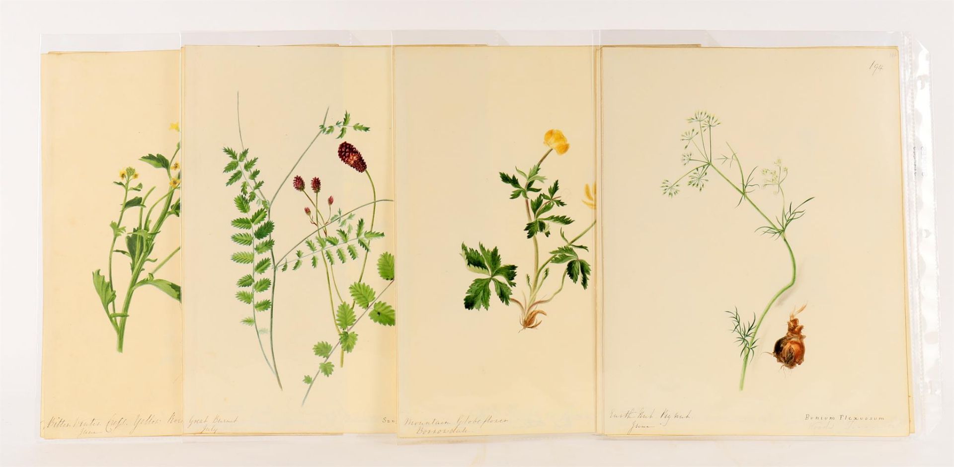 Emily Stackhouse (1811-1870), A large collection of approximately 300 unframed botanical studies