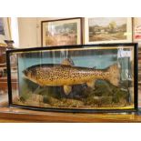 Vintage cased trout 2lb 13oz dated 6/6/1938 D.G.G.R. Sence.