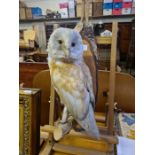 Taxidermy Barn owl 13.5" tall on wall mounted perch.