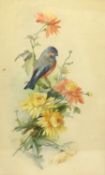 Effie Kathleen Walker (British 1910-2001): Bullfinch Among Flowers, watercolour unsigned, and a furt