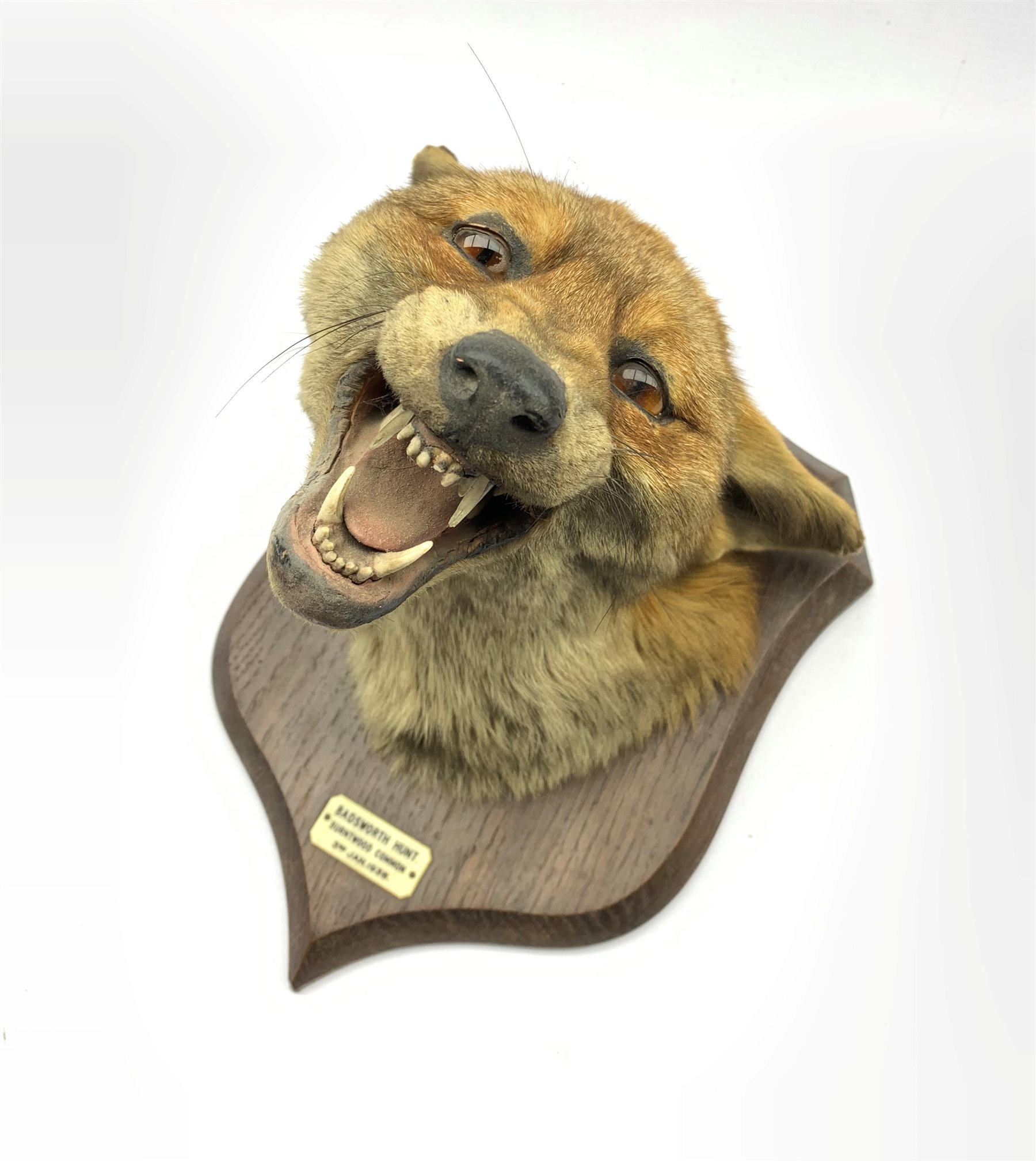 Taxidermy - Fox mask with agape mouth on oak wall shield inscribed 'Badsworth 1938' H27cm, the rever