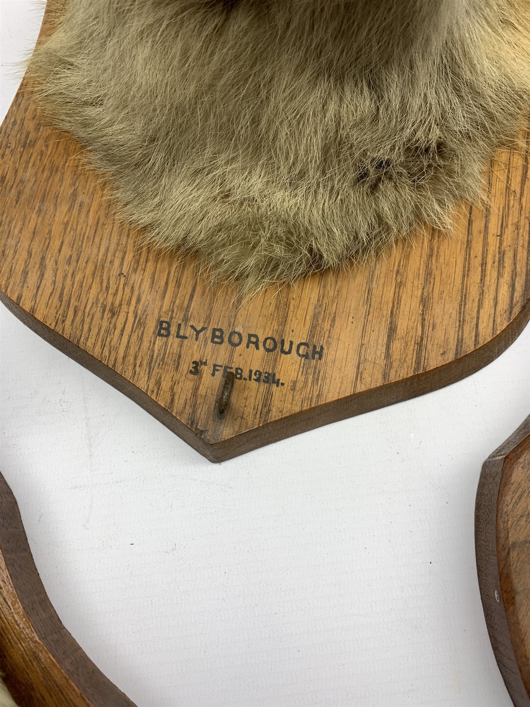 Taxidermy - Fox mask inscribed 'Blyborough 1934' on oak wall shield with a paper label inscribed 'F - Image 2 of 5