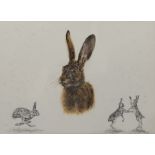 Ann Seward (British Contemporary): Hare Studies, watercolour study and two pencil sketches signed an