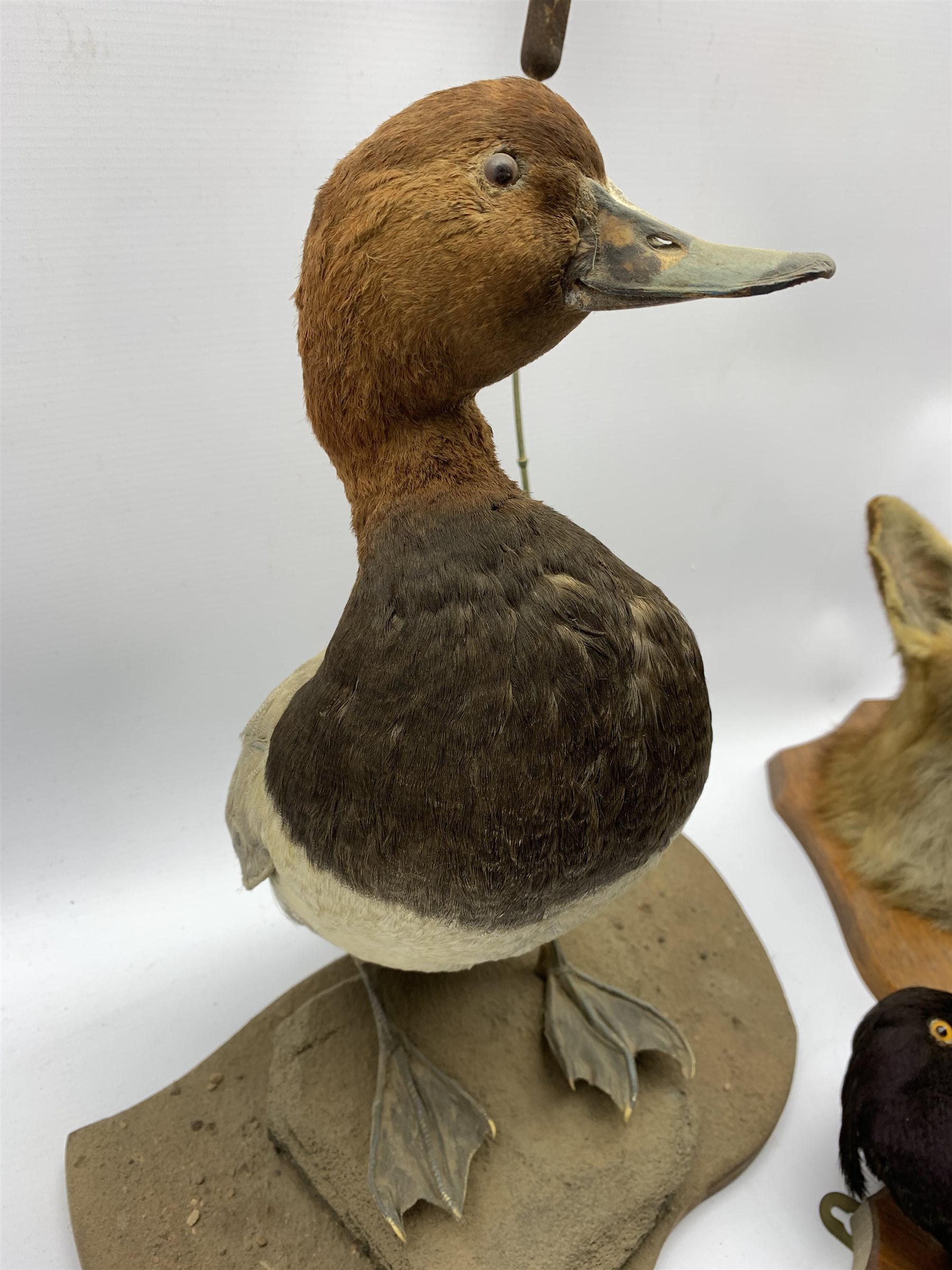 Taxidermy - Fox mask inscribed 'Blyborough 1934' on oak wall shield with a paper label inscribed 'F - Image 5 of 5