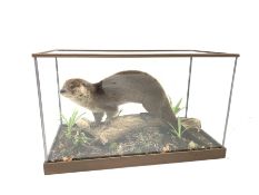 Taxidermy - A cased otter (Lutra lutra) in naturalistic setting with a log and vegetation by Dave Ho