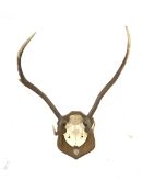 Pair of six point (4+2) stag antlers inscribed 'Inversanda Estate 11-10-95' partial skull on oak wal