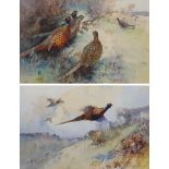 Frank Southgate RBA (British 1872-1916): Pheasants, pair watercolours signed 38cm x 58cm