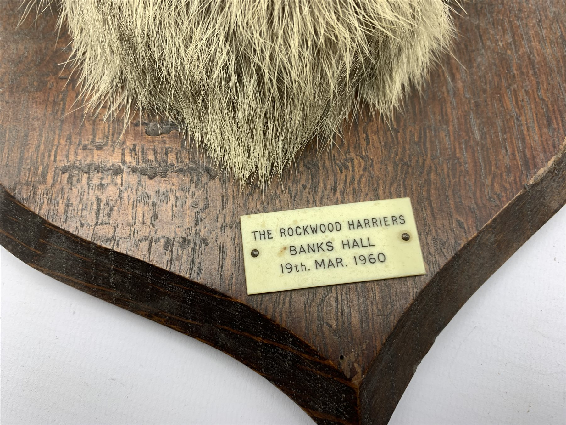 Taxidermy - Fox mask with agape mouth inscribed 'The Rockwood Harriers 1960' on oak wall shield H28c - Image 2 of 2