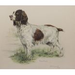 DJC Holdsworth (British 20th century): 'Raikes Rocket' - Portrait of a Spaniel, watercolour signed t