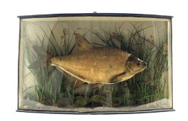 Taxidermy: A cased and mounted Roach in naturalistic setting, L62cm x H37cm