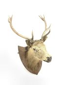 Taxidermy - Red Deer stag neck mount, ten points (5+5) on oak wall shield W60cm