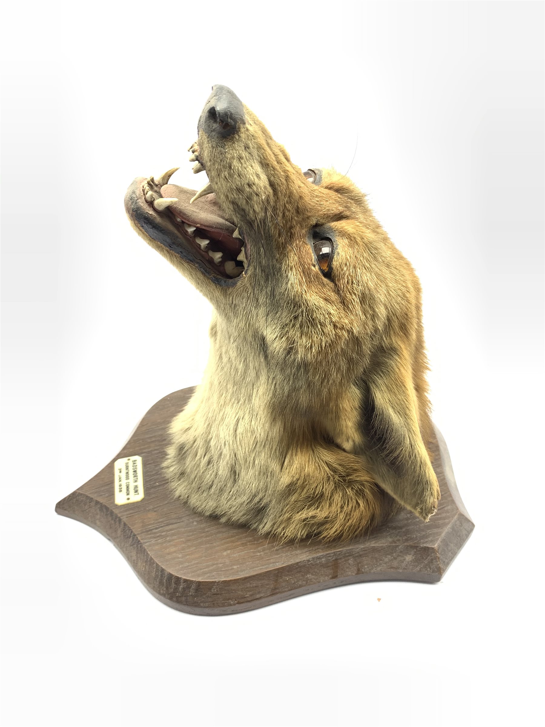 Taxidermy - Fox mask with agape mouth on oak wall shield inscribed 'Badsworth 1938' H27cm, the rever - Image 2 of 4