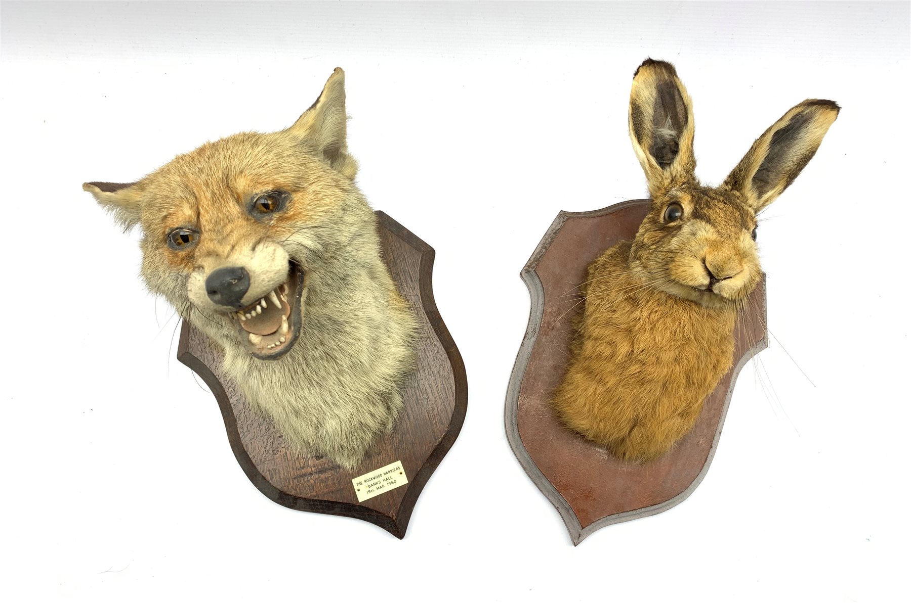 Taxidermy - Fox mask with agape mouth inscribed 'The Rockwood Harriers 1960' on oak wall shield H28c