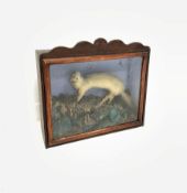 Taxidermy - Ferret with rock, vegetation and painted background in Victorian glazed case 44cm x 47c