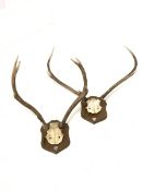 Pair of six point (3+3) stag antlers with partial skull inscribed 'Inversanda Estate 10-10-96' on oa