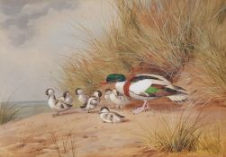 John Cyril Harrison (British 1898-1985): Shelduck and her Ducklings, watercolour and gouache signed