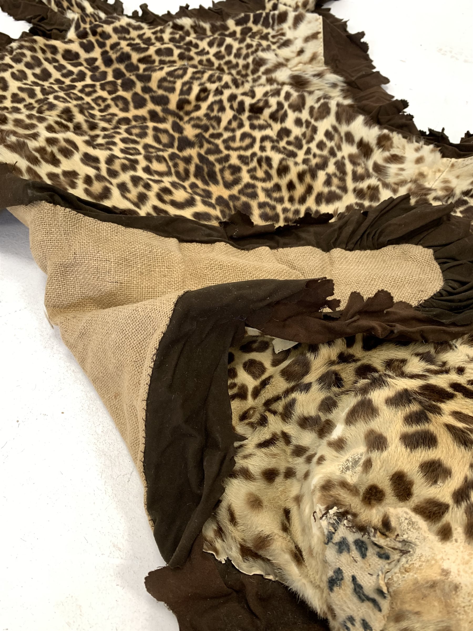 Taxidermy - Early 20th century Indian leopard skin rug (Panthera pardus) flat skin rug with head mou - Image 5 of 5