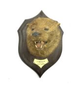 Taxidermy - Otter mask inscribed 'Llawryglyn 1904' on oak wall shield H31cm with the label of Rowlan