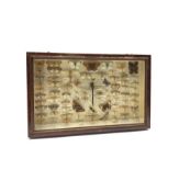 Natural History: A framed display of Butterflies and Insects, mostly labelled, in mahogany case 41cm