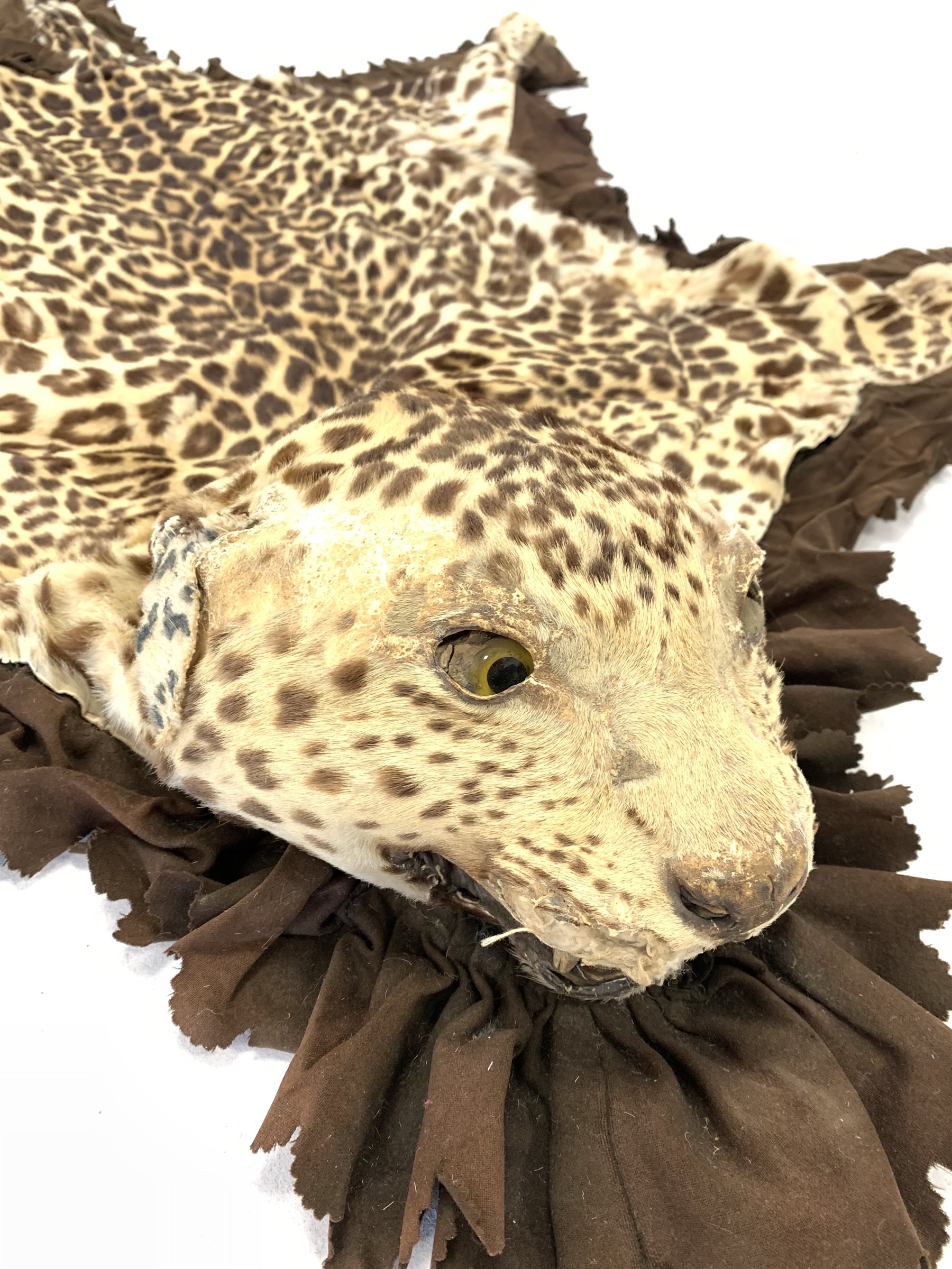 Taxidermy - Early 20th century Indian leopard skin rug (Panthera pardus) flat skin rug with head mou - Image 3 of 5