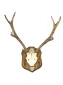 Pair of nine point (5+4) stag antlers with partial skull on oak wall shield inscribed 'Inversanda Es