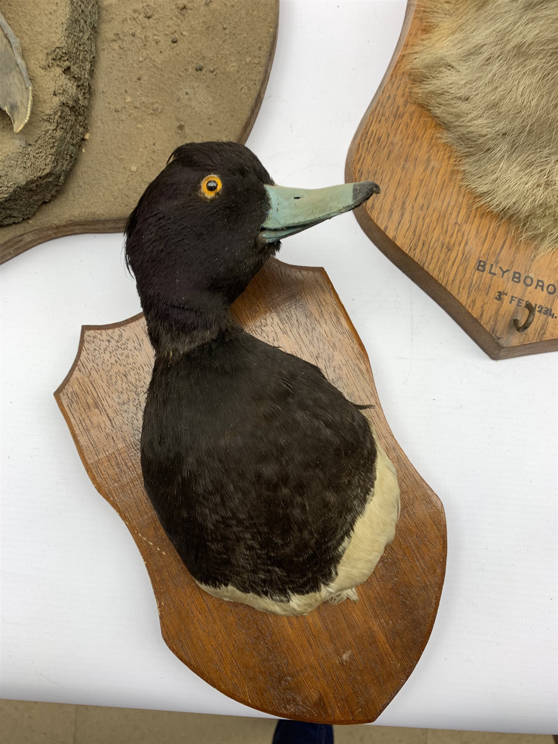 Taxidermy - Fox mask inscribed 'Blyborough 1934' on oak wall shield with a paper label inscribed 'F - Image 3 of 5