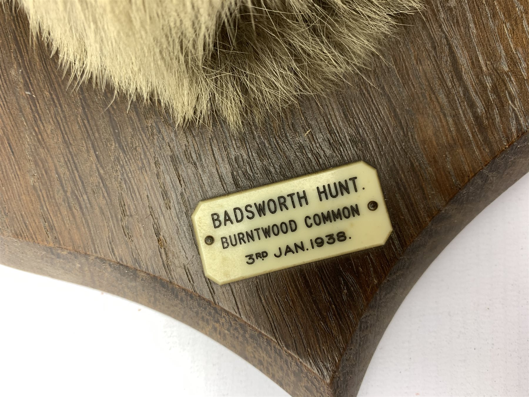 Taxidermy - Fox mask with agape mouth on oak wall shield inscribed 'Badsworth 1938' H27cm, the rever - Image 3 of 4