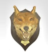 Taxidermy - Fox mask with mouth agape with plaque inscribed 'South Wold Hounds 1930' on oak wall shi