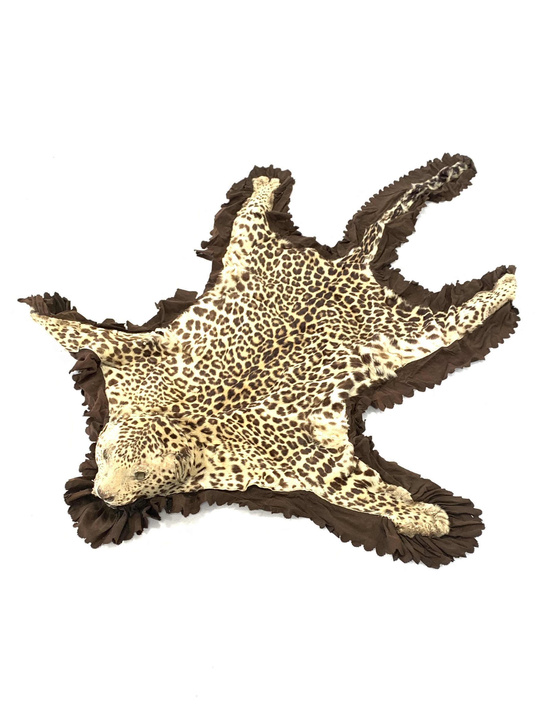 Taxidermy - Early 20th century Indian leopard skin rug (Panthera pardus) flat skin rug with head mou