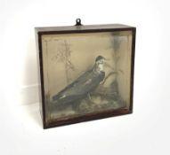 Taxidermy - 19th/ early 20th century cased model of a Lapwing (Vanellus vanellus) full mount stood a