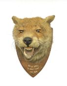 Taxidermy - Fox mask mounted on an oak wall shield with mouth agape with the paper label of F W Bart