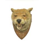 Taxidermy - Fox mask mounted on an oak wall shield with mouth agape with the paper label of F W Bart