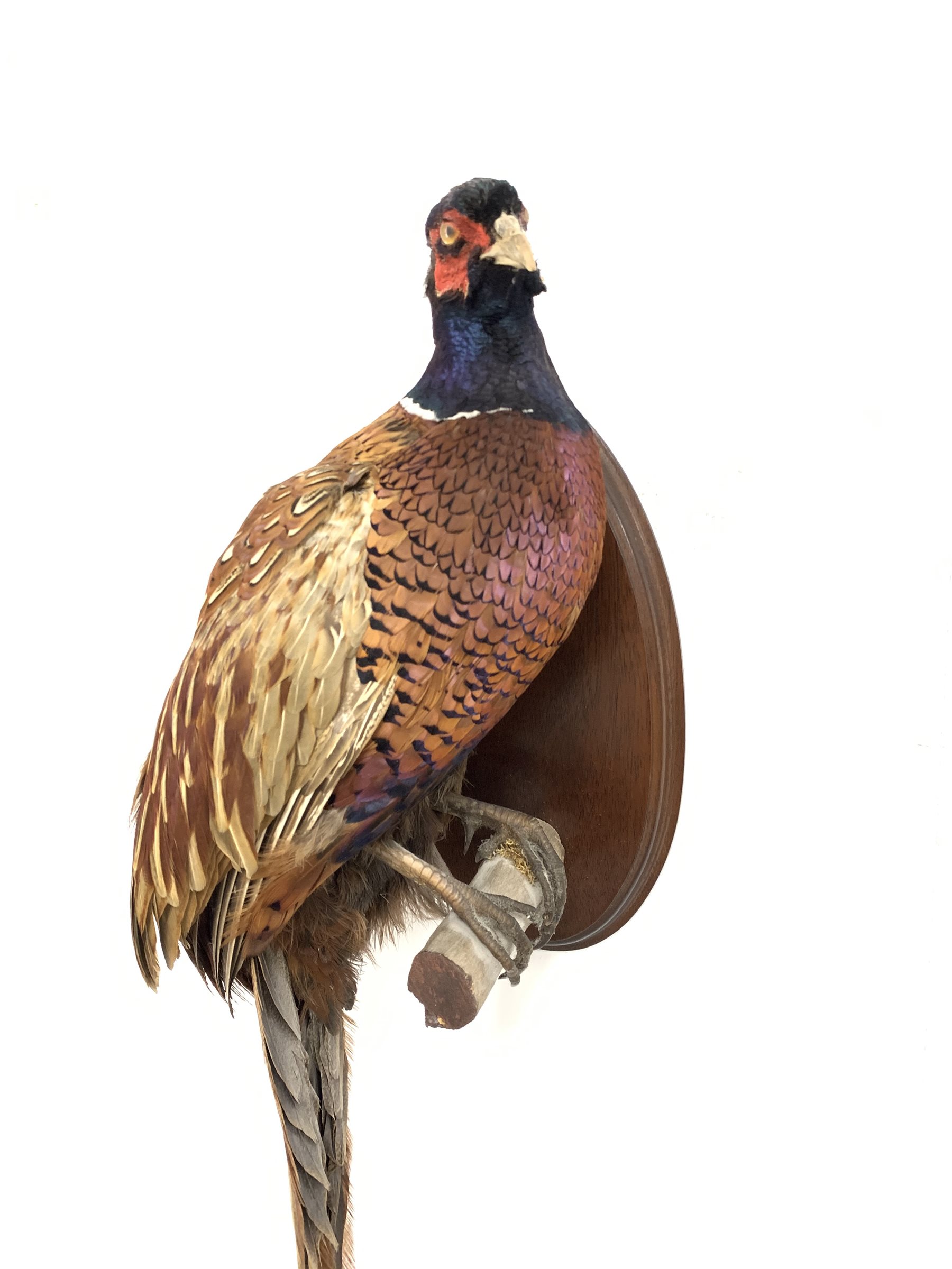 Taxidermy - Pheasant on an oval mahogany wall plaque - Image 2 of 3