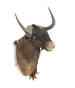 Taxidermy: Black Wildebeest (Connochaetes gnou), modern shoulder mount, facing slightly to the right