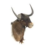 Taxidermy: Black Wildebeest (Connochaetes gnou), modern shoulder mount, facing slightly to the right