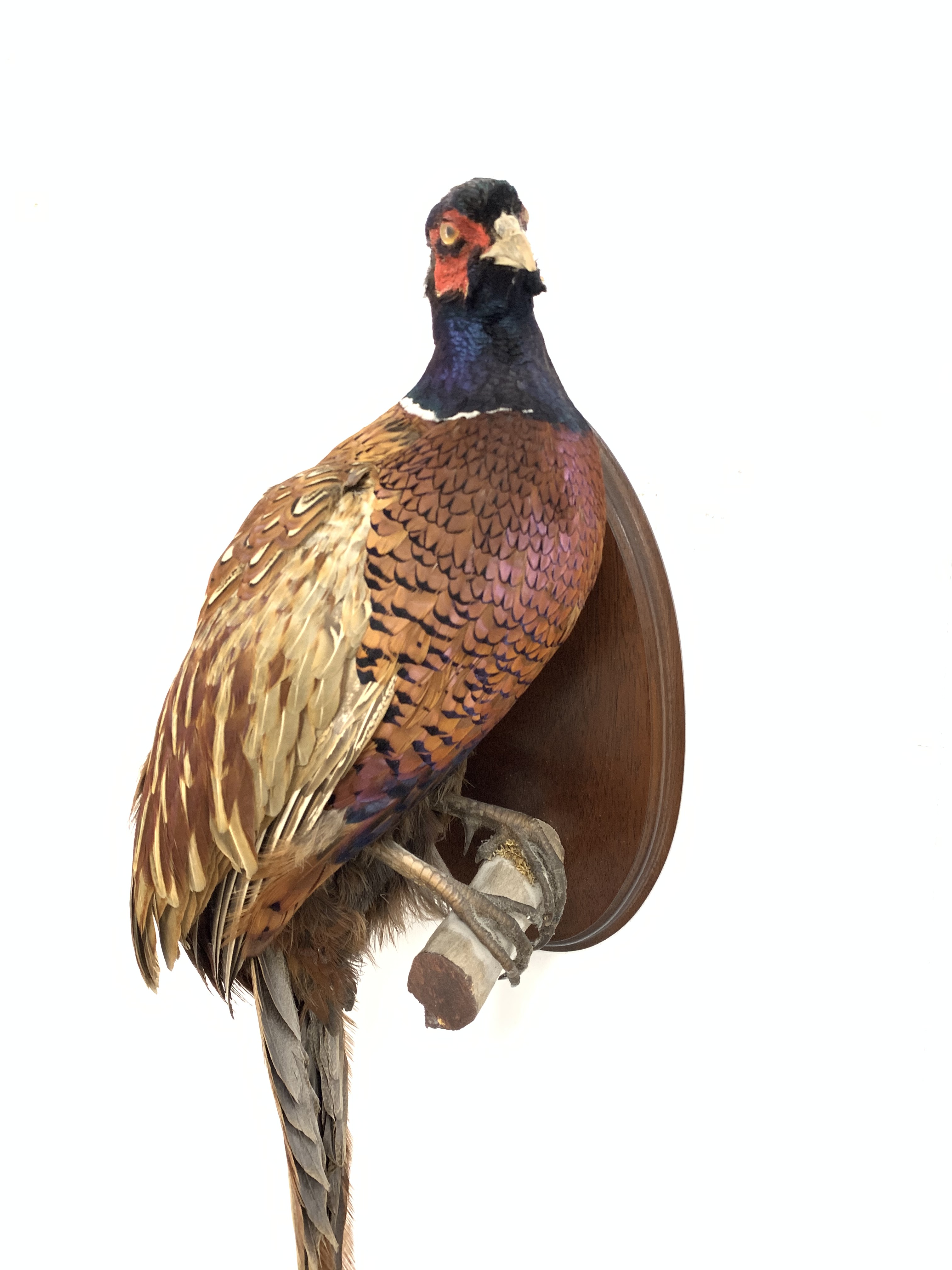 Taxidermy - Pheasant on an oval mahogany wall plaque - Image 3 of 3