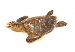 Taxidermy: Hawksbill Sea Turtle (Eretmochelys imbricata) circa 1920 full mount in swimming motion, L
