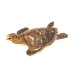 Taxidermy: Hawksbill Sea Turtle (Eretmochelys imbricata) circa 1920 full mount in swimming motion, L