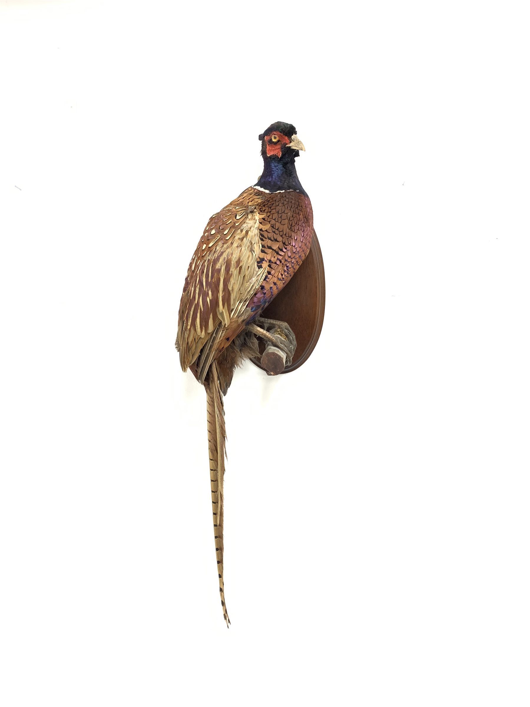 Taxidermy - Pheasant on an oval mahogany wall plaque