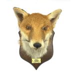 Taxidermy - Fox mask by P Spicer & Sons, Leamington on an oak wall shield with ivorine label 'Goathl